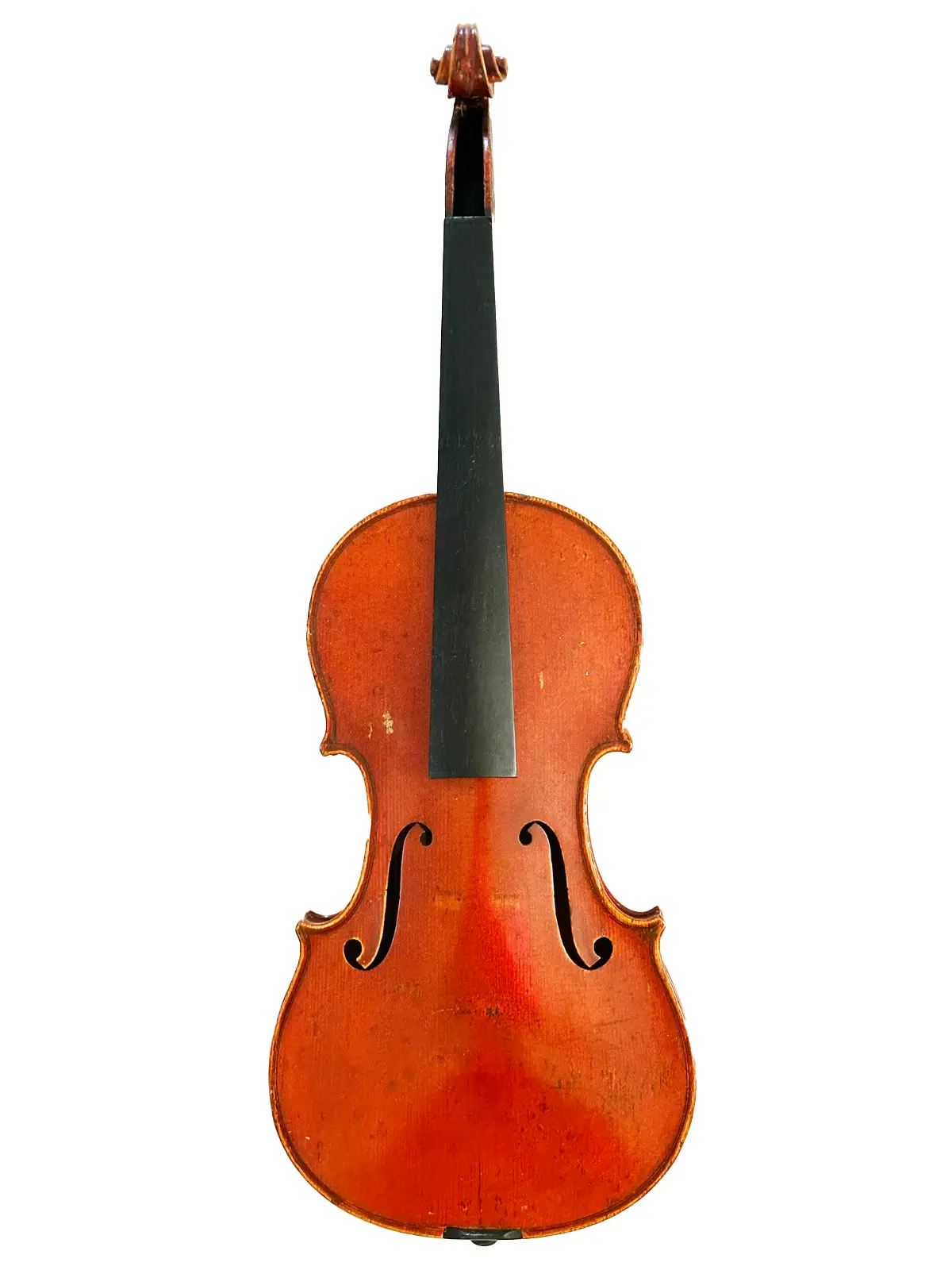 Fine violin back and scroll under warm light